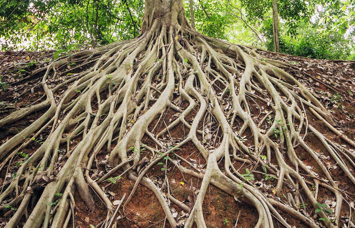 5 neurotransmitters you want to ensure you’re producing enough of