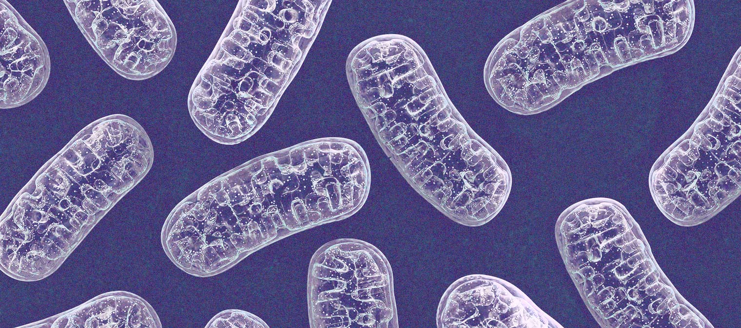 What are mitochondria and why on earth would you care?