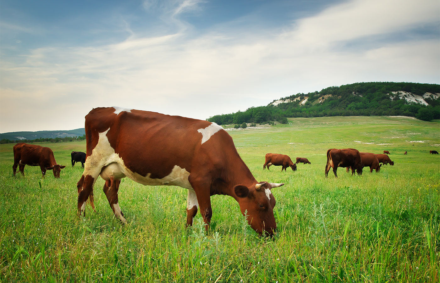 Cows and carbon